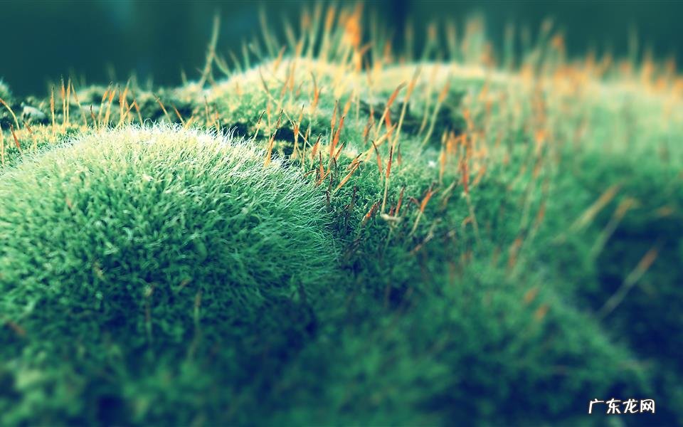 猫咪缺铁元素会怎么样 三文鱼补铁吗