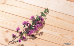 人过六十该吃吃该喝喝 痛风能吃花甲吗