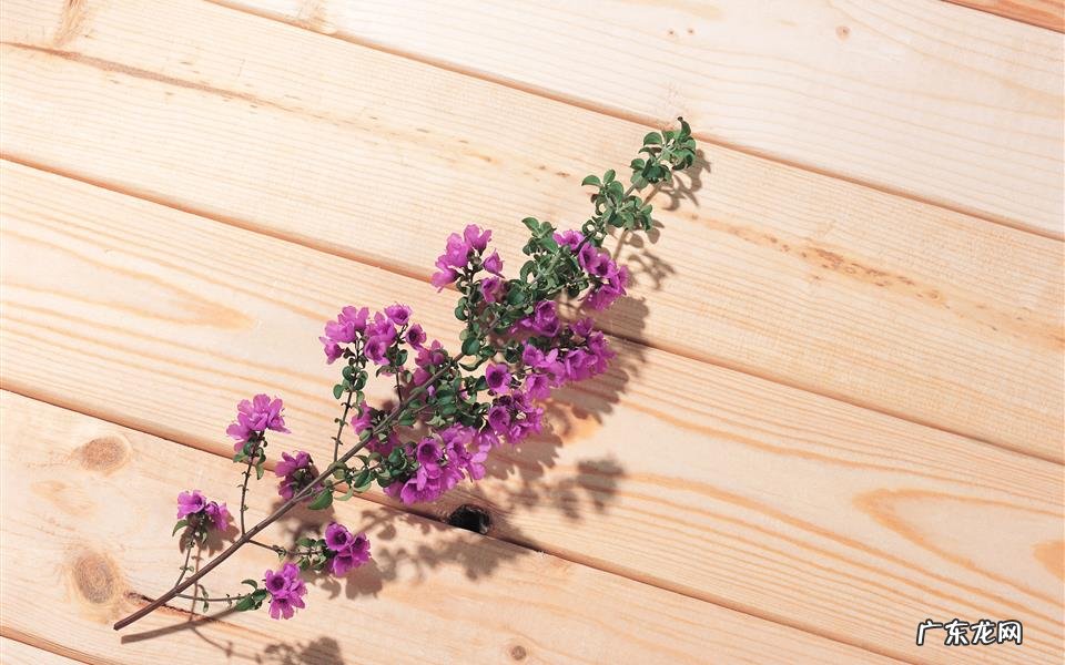 人过六十该吃吃该喝喝 痛风能吃花甲吗