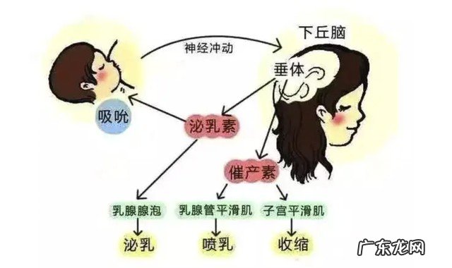 月子米酒能下奶 米酒催奶的3个危害是什么