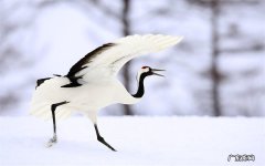 红楼梦宣传内容 养生粥广告语