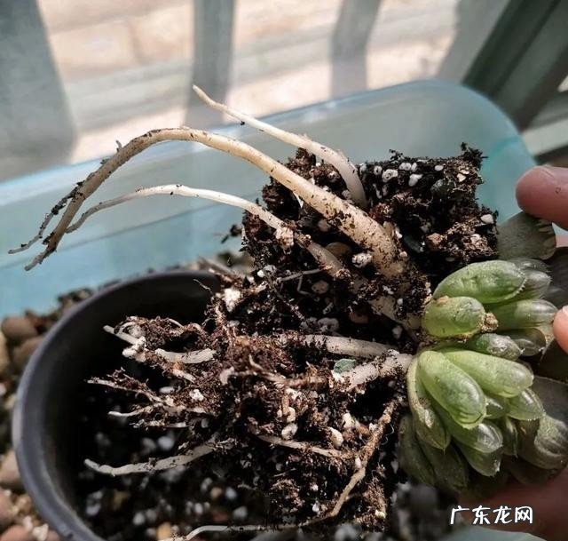 种植多肉玉露的方法技巧 玉露的养殖方法和注意事项