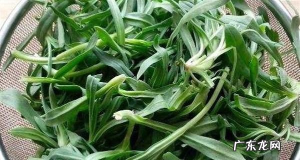 食用面条菜有哪些好处 面条菜的功效与作用及禁忌