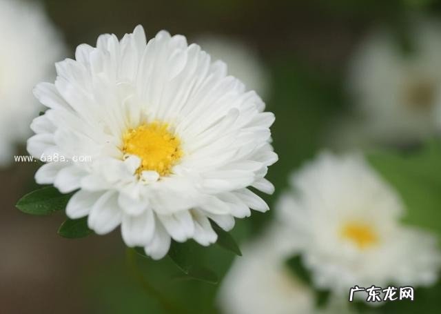 粤菜菜系的特点 粤菜有什么特点呢