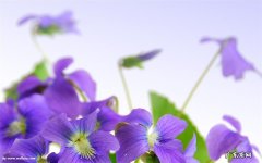 长期喝蜂蜜水好吗 蜂蜜红枣水会上火吗