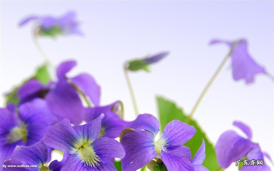 长期喝蜂蜜水好吗 蜂蜜红枣水会上火吗