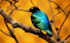 水猴子真实存在吗 头发里的瘊子怎么去掉