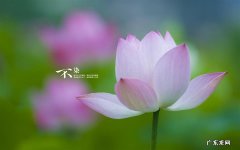江西煎茄子家常做法 牛奶和茄子能一起吃吗