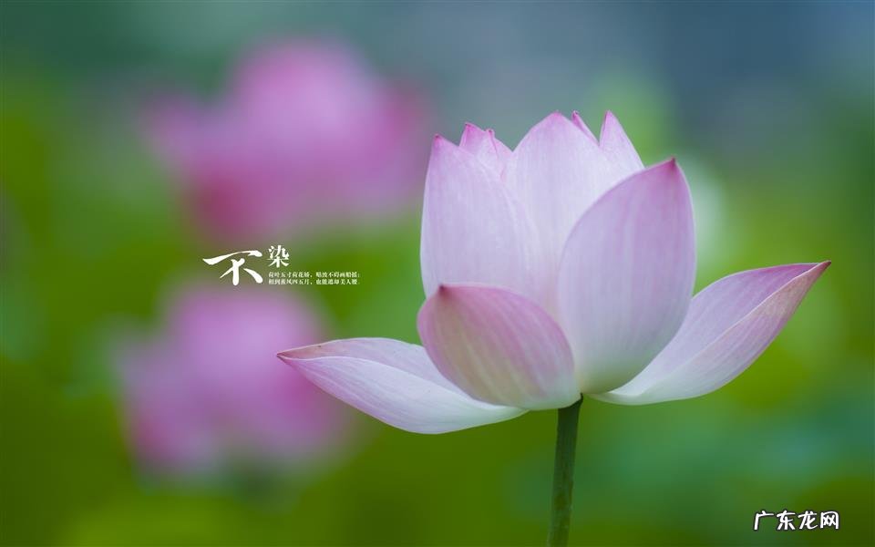 江西煎茄子家常做法 牛奶和茄子能一起吃吗