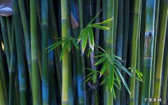 那么孩子从什么时候可以开始吃虾呢 吃完虾多久可以吃西瓜