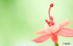 香蕉和大枣一起吃是什么感觉 香蕉跟什么相克