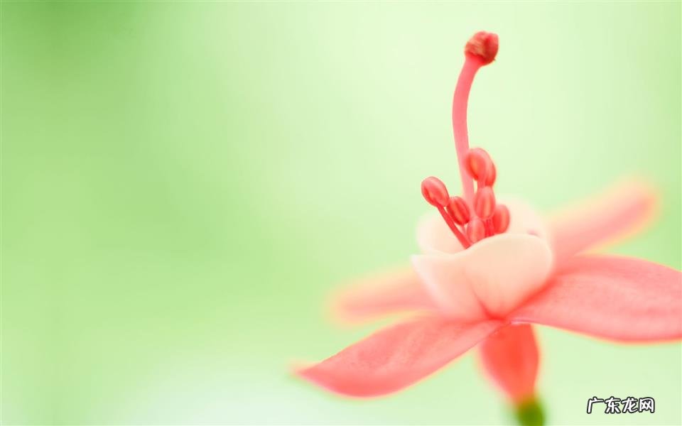 香蕉和大枣一起吃是什么感觉 香蕉跟什么相克