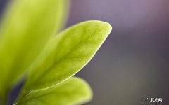 蜂蜜泡生姜能补肾吗 喝生姜蜂蜜水会上火吗