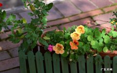 甜米糖汁能用蜂蜜代替吗 蜂蜜榨汁影响吗