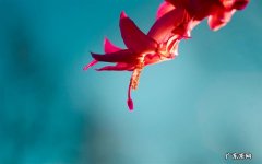 情人节浪漫话语 情人节图片浪漫