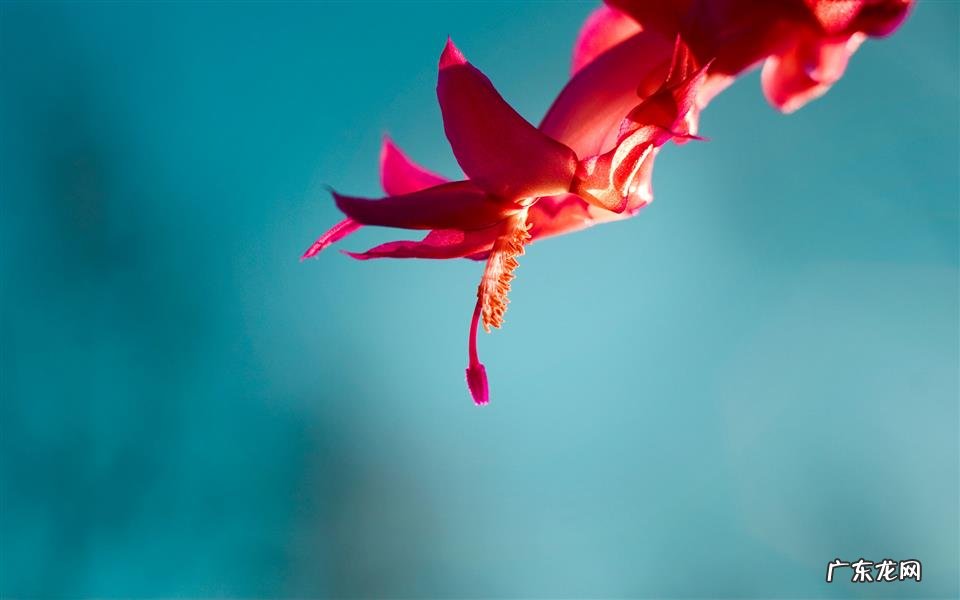 情人节浪漫话语 情人节图片浪漫