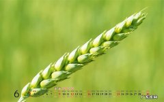 空心菜最好吃的做法是什么 吃蜂蜜多久才能吃空心菜