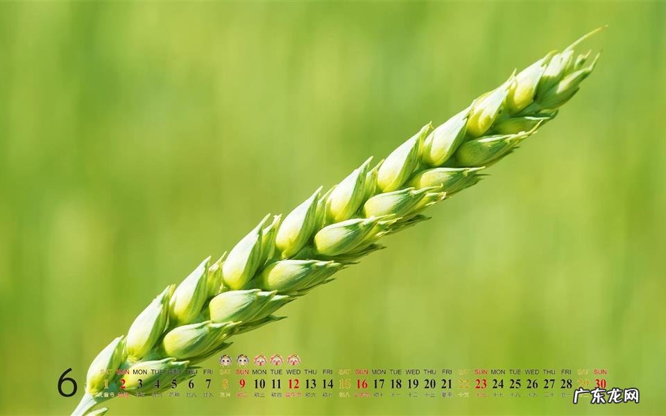 空心菜最好吃的做法是什么 吃蜂蜜多久才能吃空心菜