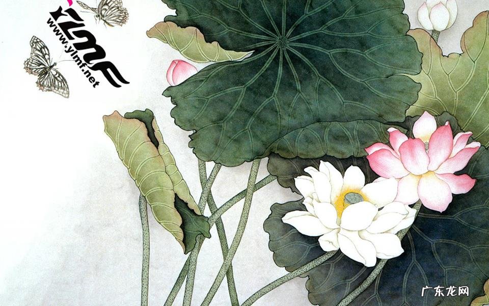 薇诺娜的护肤品哪些是针对毛孔粗大的 清洁毛孔粗大的护肤品