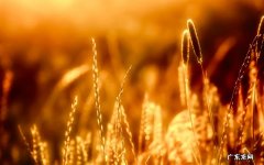 房间里放什么东西最吸甲醛 发高烧吃什么食物最好
