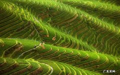 农村常见的植物附子是什么植物 四逆汤合真武汤医案心得
