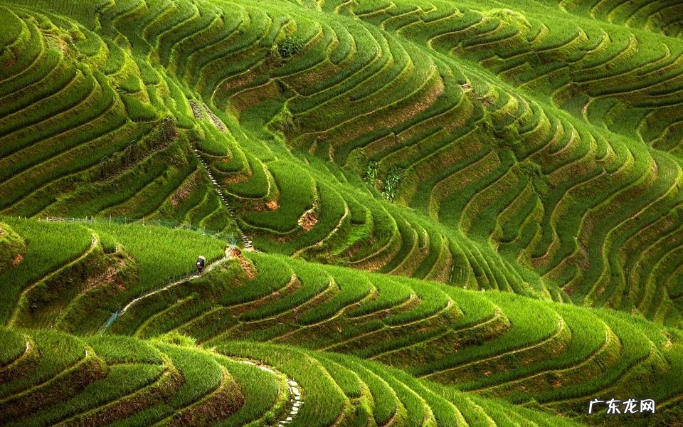 农村常见的植物附子是什么植物 四逆汤合真武汤医案心得