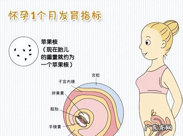 怀孕期间有哪些注意事项 怀孕一到三个月应该注意什么