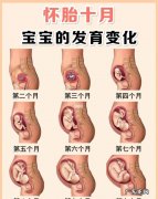 怀孕期间有哪些注意事项 怀孕一到三个月应该注意什么