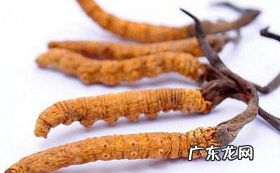 冬虫夏草哪些人不能吃 孕妇可以吃虫草吗