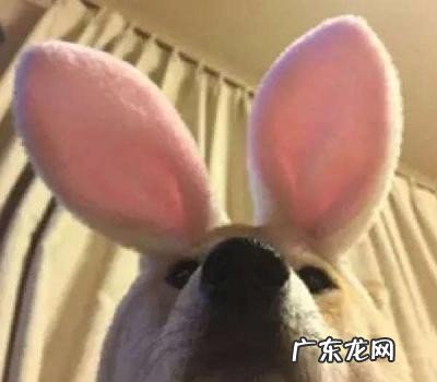 有意思的群名分享 逗比群昵称搞笑沙雕