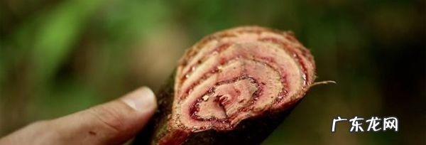 喝鸡血藤有什么好处 鸡血藤的功效作用介绍