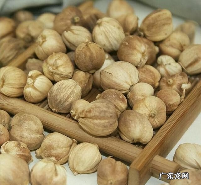 肉蔻草寇等有什么区别 肉蔻是什么样子的