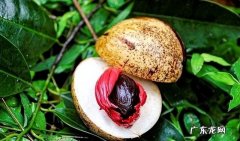 肉蔻草寇等有什么区别 肉蔻是什么样子的