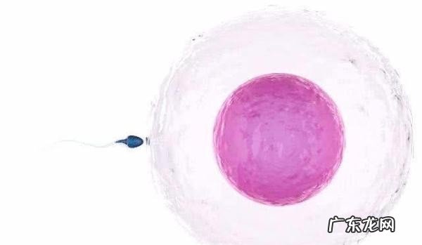 提高受孕率的小妙招分享 女性如何推算排卵日