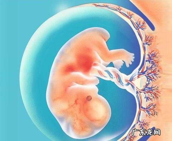 孕早期喝酒了胎儿能要吗 孕期喝酒对胎儿有什么危害