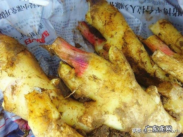 姜醋的功效与作用及食用方法 醋姜怎么做好吃