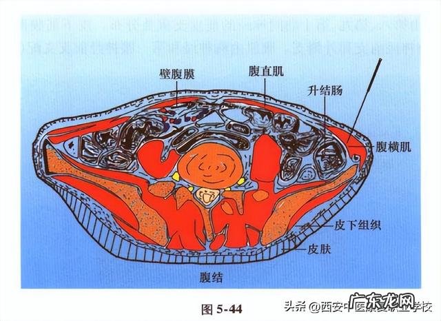 足太阴脾经经穴 关于腹结穴的作用是什么