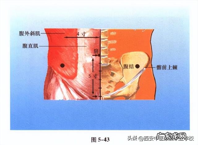足太阴脾经经穴 关于腹结穴的作用是什么