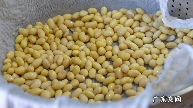 关于黄豆芽怎么发最快又好 黄豆芽怎么发最快又好吃方法