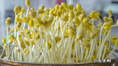 关于黄豆芽怎么发最快又好 黄豆芽怎么发最快又好吃方法
