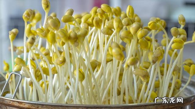 关于黄豆芽怎么发最快又好 黄豆芽怎么发最快又好吃方法