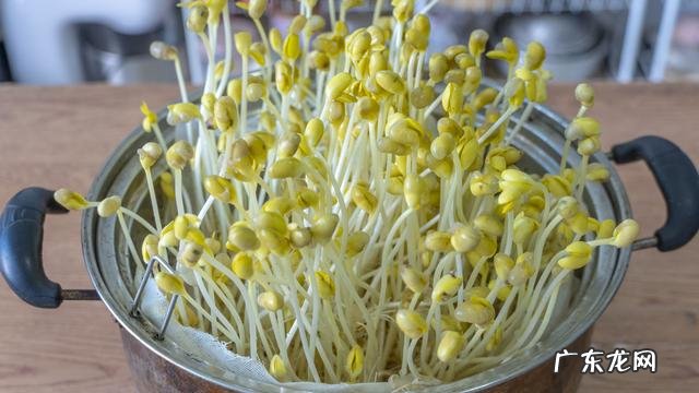 关于黄豆芽怎么发最快又好 黄豆芽怎么发最快又好吃方法