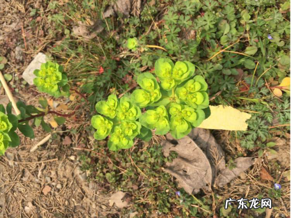 关于猫眼草的简单介绍 猫眼草有毒吗严重了会怎么样