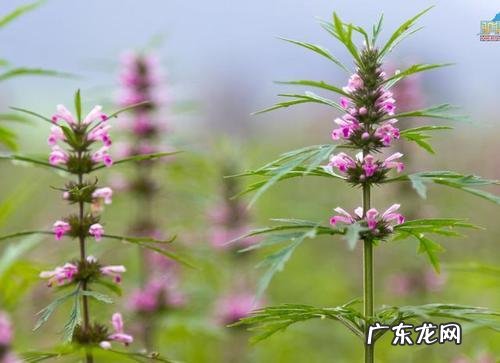 益母草的副作用 使用益母草有什么注意事项
