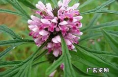 益母草的副作用 使用益母草有什么注意事项