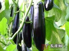 高血压患者可以多吃哪些蔬菜 适合高血压人群的蔬菜分享