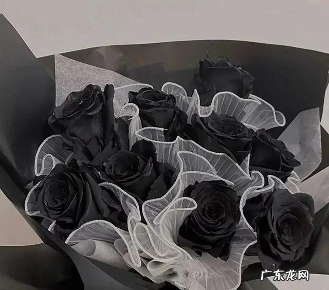 玫瑰颜色的含义及图片 不同的玫瑰花代表了什么