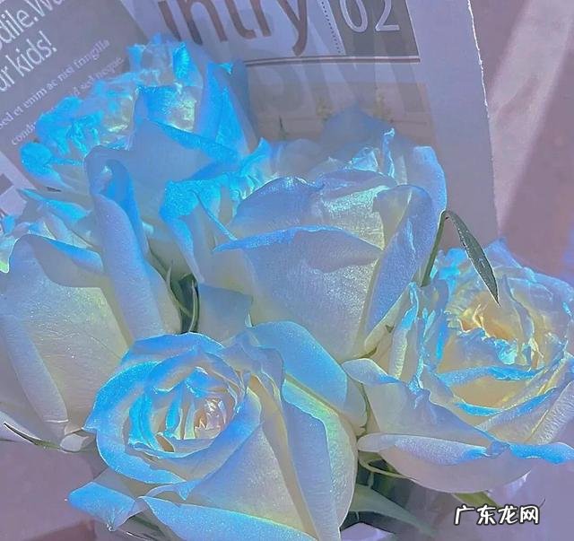 玫瑰颜色的含义及图片 不同的玫瑰花代表了什么