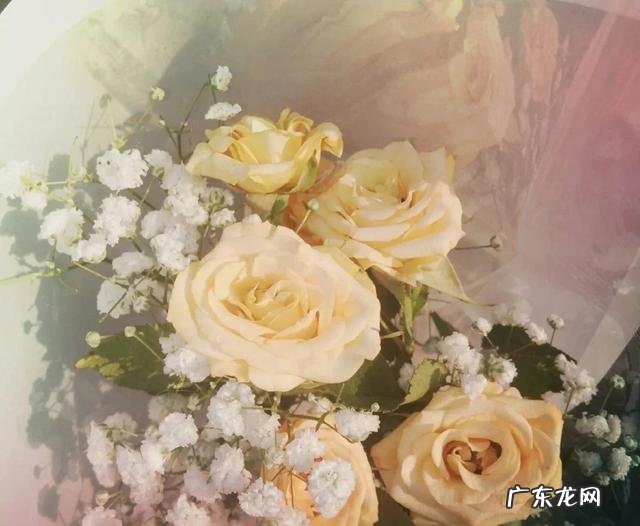 玫瑰颜色的含义及图片 不同的玫瑰花代表了什么