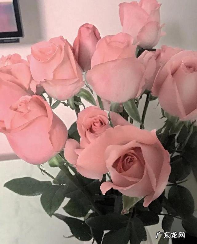 玫瑰颜色的含义及图片 不同的玫瑰花代表了什么